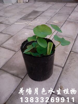 盆栽荷花6